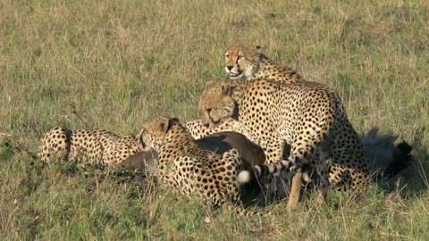 A Cheetah Hunting | Animals |