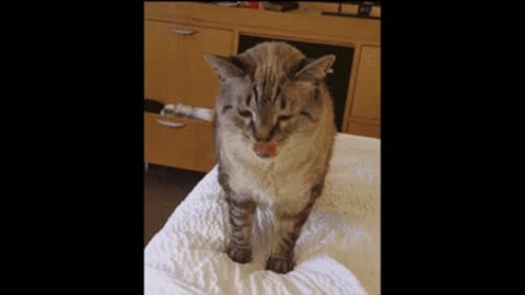 Cat with a cold gif video