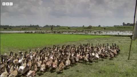 Paddy Fields Offer Sanctuary for Wild Birds | Ganges | BBC Earth