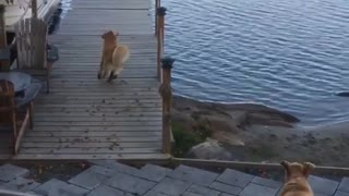 Dog runs towards lake dives