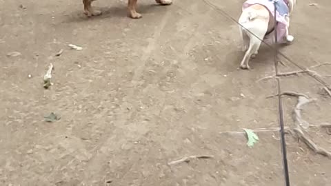 Bulldogs in slow motion