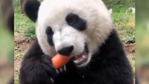 How cute Baby Pandas