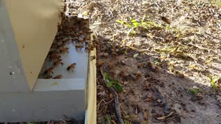 Honey Bee New Home
