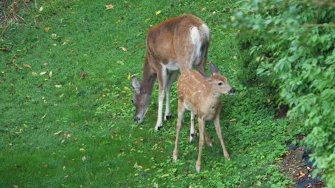 A young deer fawn interacts with its mother on an early summer morning in Western Pennsylvania