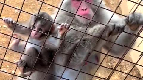 Big Monkey and Baby Monkey climbing to Top#funny #animals #cute #monkey