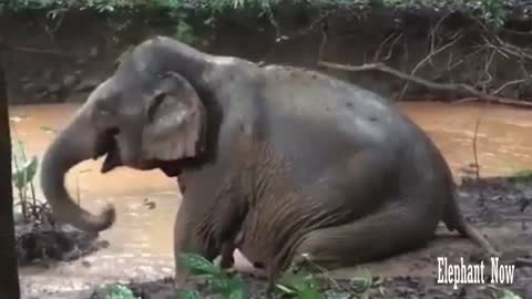 Elephant Throw soil On his back