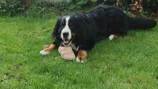 Bernese Mountain Dog steals a slipper