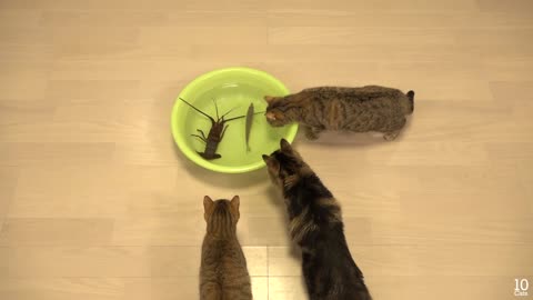 lobster vs Cat