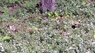 Raccoons in the daytime