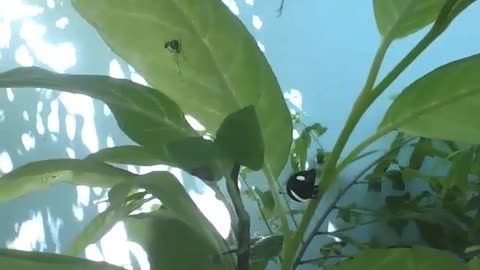 The treehopper doesn't know, but there's a spider on the leaf right next to it... [Nature & Animals]