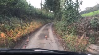 Suicidal pheasants