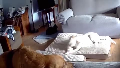 Dog starts fire by chewing on a Lithium Battery