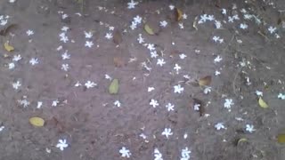 Lindas flores brancas no chão, há também folhas secas, bela paisagem! [Nature & Animals]