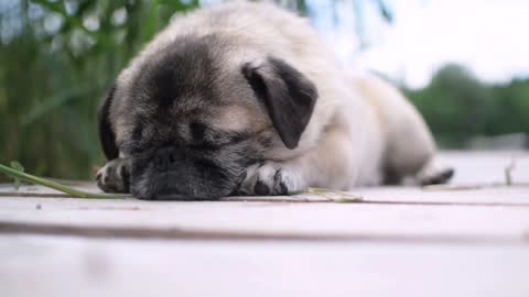 [Sleeping Puppy!!!!!!! Ownnn *_*]