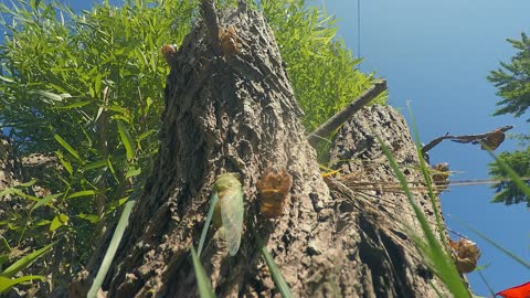 Freshly Molted Cicada Defends Itself Against Cicada Killer