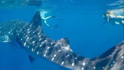 #शार्क वीडियो # शार्क शॉर्ट वीडियो #डॉल्फिन वीडियो #dolphin शॉर्ट वीडियो #shark video