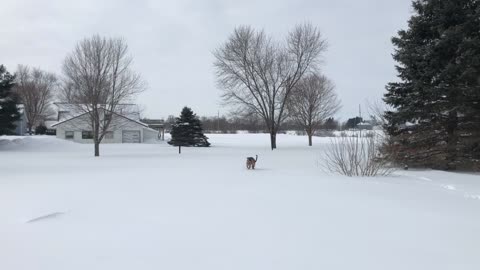 Mastiff German Shepard meets snow for the first time