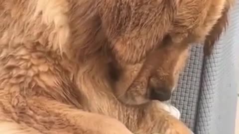 How cute this Golden Retriever? Funny Compilation Video