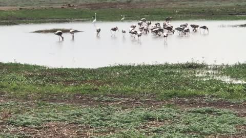 Birds standing for food