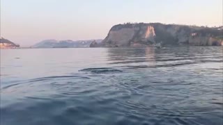 Dolphins Spotted Off Italian Coast As Nature Thrives