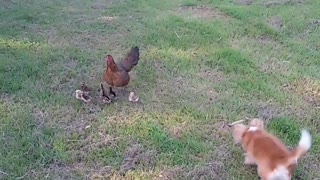 Protective Hen and the Playful Puppy