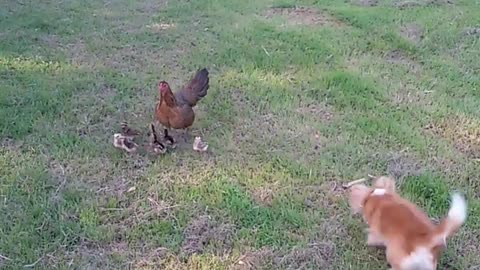 Protective Hen and the Playful Puppy