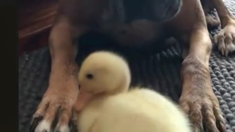 Little duck and smart dog playing together