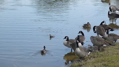 Grebe, mallard & geese, Oh My