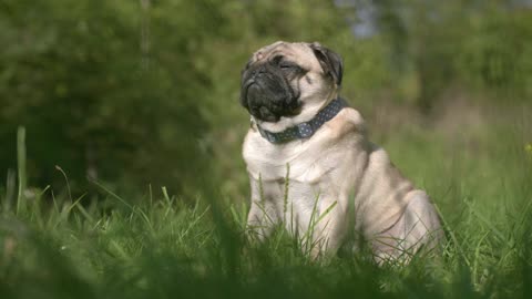 An adorable pug on the grass