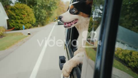 dog_library_1207_dog_car_preview