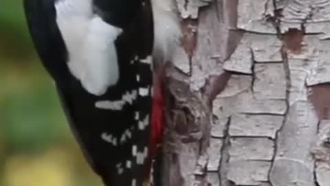 Engineer Bird Woodpecker Very Amazing Nest Building