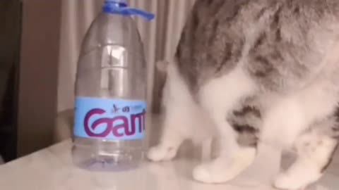 Gentle cat receives pill, Cute cat get the medicine