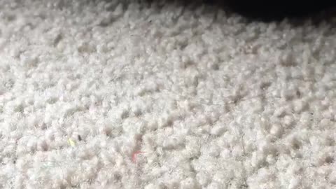 Gato disfruta de golosinas de manera segura desde debajo del sofá
