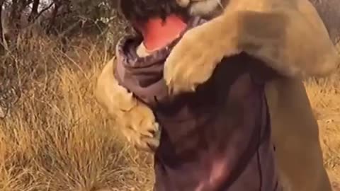Poor love... . This man has been keeping this lion since 15 years.