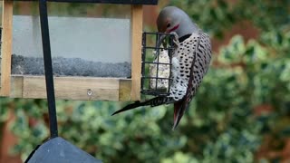 A male Northern Flicker indulges in the suet using its strong tail for balance