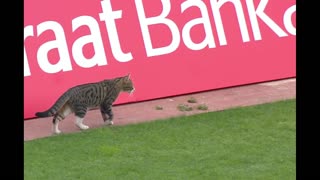 Cat stuck in the goal became a goalkeeper and did a good job!