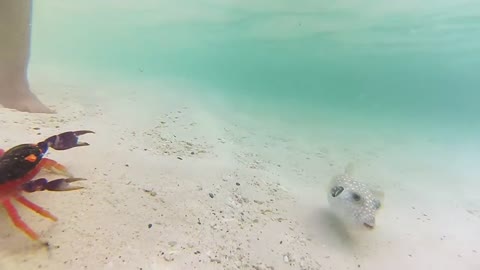 Crab vs puffer fish #short