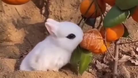 Cute and Funny animals