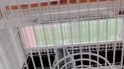 Lovely and Funny Animals Cute Parrot and Funny Parrot video Clip 2021 #27