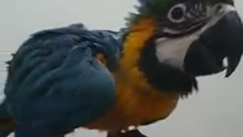 Beautiful blue and gold macaw chick