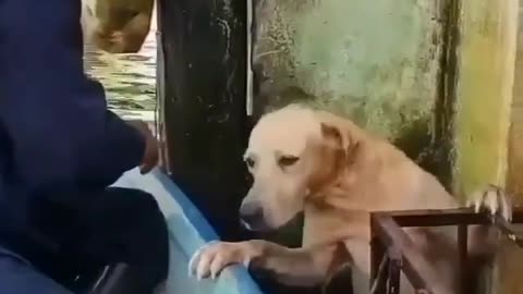 Dog was saved from flood! All life has value