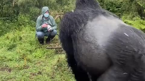 Gorilla pounding it's chest actual sound