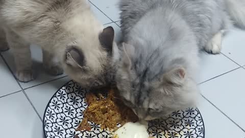 Sweety cats eats