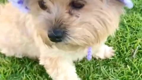 Little yorkie love to play in outdoor so cute