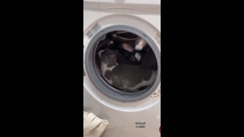 the cat uses the washing machine like a squirrel.