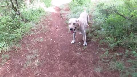 Territorio de Zaguates " Land of the Strays " Dog Rescue Ranch Sanctuary in Costa Rica