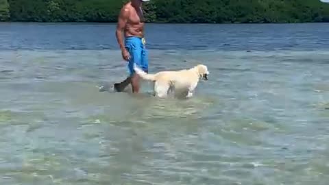 A dog in the MIDDLE OF THE OCEAN!!