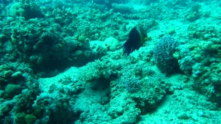 Amazing Fish swim in the Red Sea, colorful fish - photographed by Avner Efrati