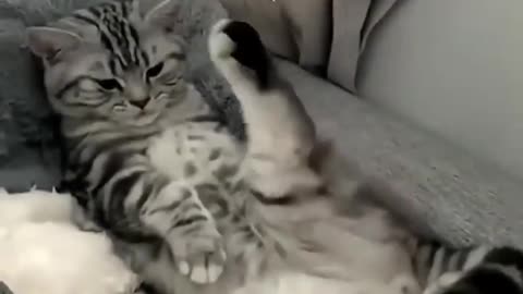 🐱 Funny cat videos | cute cats | Try not to laugh | Cat videos Compilation #shorts 🐈