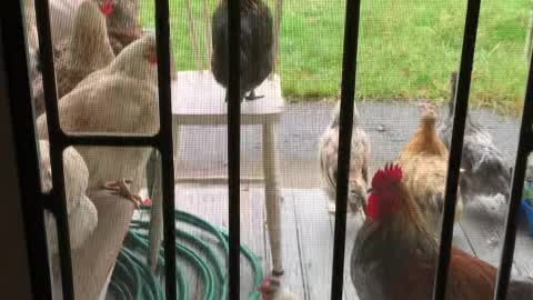 Shelter from the rain - backyard chickens